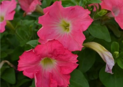 Pink Petunia