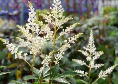 Astilbe Deutschland