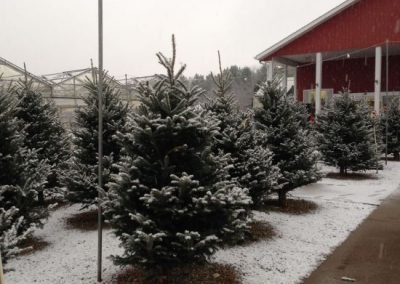 Christmas trees