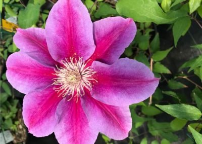 Clematis 'Killian Donahue'