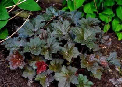 Heuchera Palace Purple