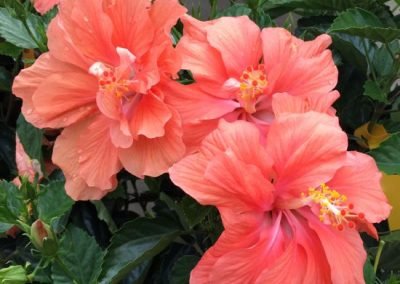 Coral Hibiscus