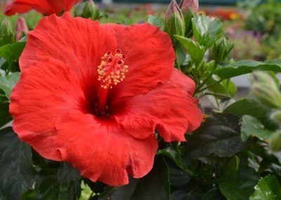 Red-Orange Hibiscus