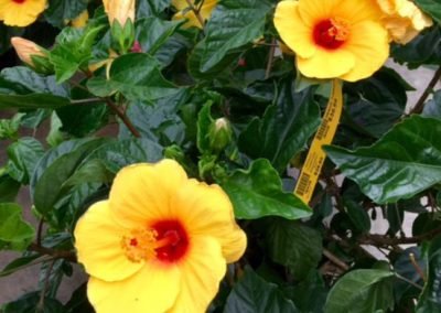 Yellow Hibiscus