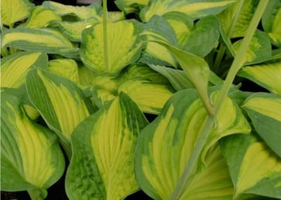 Hosta 'Brother Stefan'