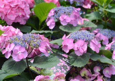 Hydrangea ser. 'Tiny Tuff Stuff'