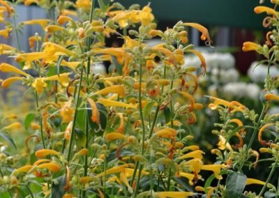 Agastache 'Sunset Yellow'
