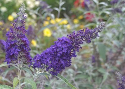 Buddleia 'Buzz Midnight'