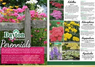 Catalog Preview