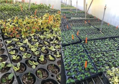 Cuttings in Greenhouse