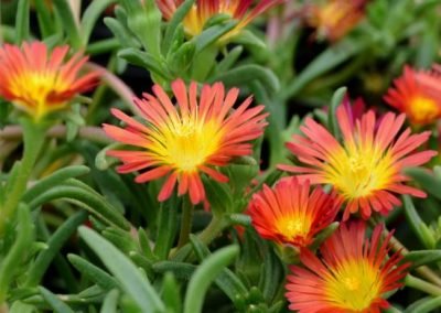 Delosperma 'Fire Wonder'