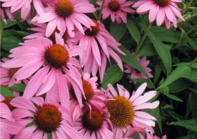 Echinacea pur. 'Magnus'