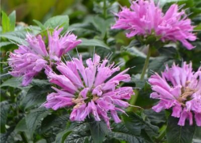 Monarda 'Petite Delight'