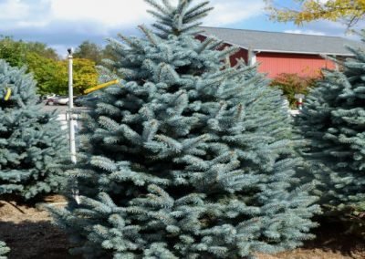 Picea pungens 'Baby Blue'
