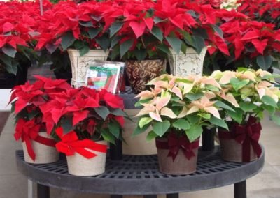 Poinsettia Arrangements