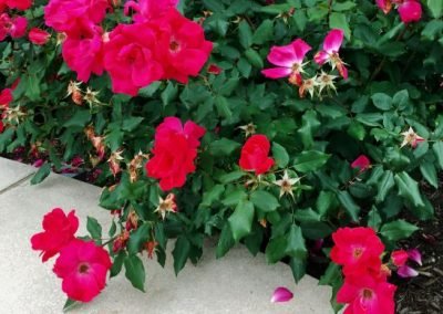 Rosa 'The Double Red Knock Out'