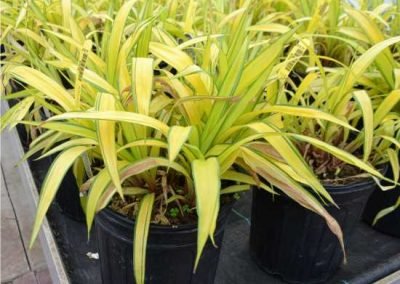 Carex 'Banana Boat'