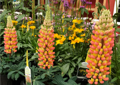 Lupinus 'Gladiator'