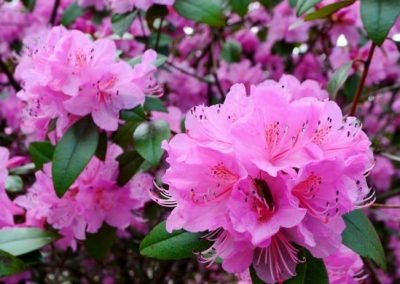 Rhododendron Aglo