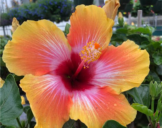 Tropical Plants are HERE! Weekly Update 4/22/22